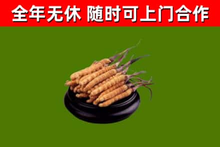 民乐烟酒回收冬虫夏草.jpg