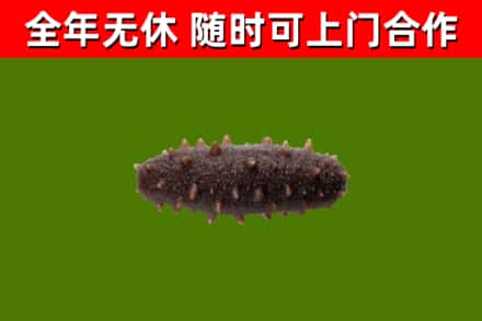 民乐烟酒回收干海参.jpg